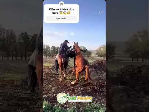 Peão cabra macho #Boiadeiro #Boibravo#Agro#Touro#Nelore#Vidanaroça #rodeio#montaria#cowboy #boiada