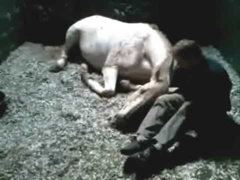 download lagu mp3 mp4 James French Animal Communicator Reviews, download lagu James French Animal Communicator Reviews gratis, unduh video klip James French Animal Communicator Reviews