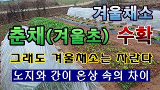 [텃밭농부. 1,302]  겨울채소 춘채 수확. 그래도 채소는 자란다! #춘채재배