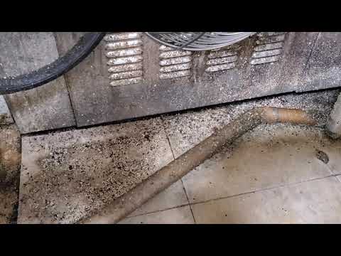 Fruit Flies Hovering in Kitchen in Brick, NJ