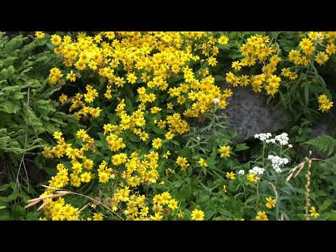 Mountain Rainier wonderland trail covered with wild flowers