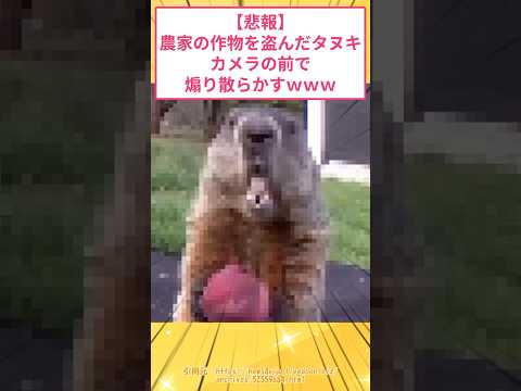 【悲報】農家の作物を盗んだタヌキ、カメラの前で煽り散らかすwww #2ch面白いスレ