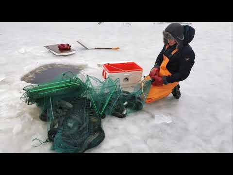 AAPO KALATUPA MATEEN TALVIPYYNNISSÄ