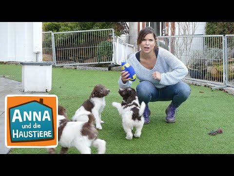 download lagu mp3 mp4 Goldendoodle Zchter Deutschland, download lagu Goldendoodle Zchter Deutschland gratis, unduh video klip Goldendoodle Zchter Deutschland