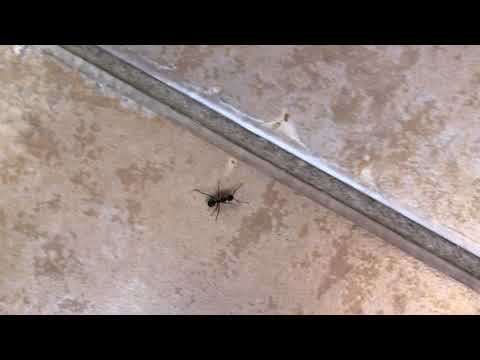 Carpenter Ants Really Need the Bathroom in Eatontown, NJ