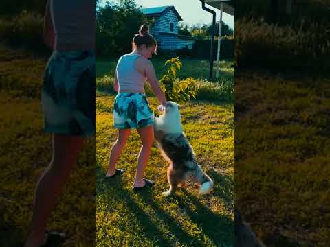 Australian Shepherd puppy for sale