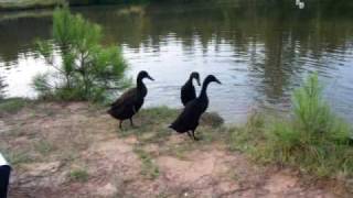 preview picture of video 'Marie's Indian Runner Ducks'
