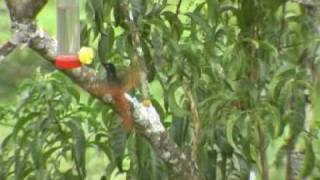 preview picture of video 'Hummingbirds - Amazonas - Peru'