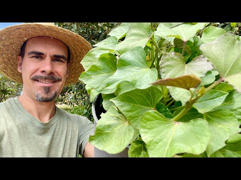 Propagating sweet potato cuttings endlessly. Here's how! Market gardening. Vegetable growing.