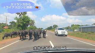 スリランカからトライアスロンに挑戦!! 番外編 北部国内旅行 キリノッチ~エレファントパス