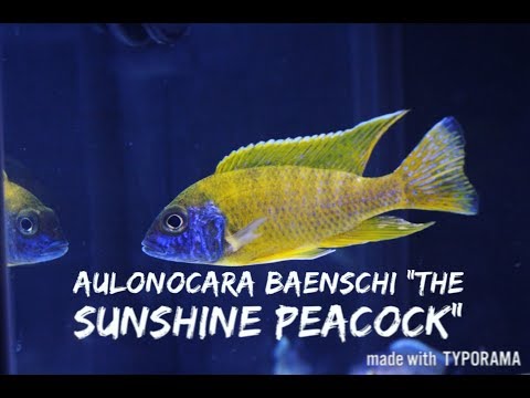 Aulonocara baenschi — African cichlid species spotlight