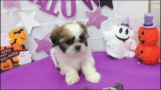 シーズーの動画01