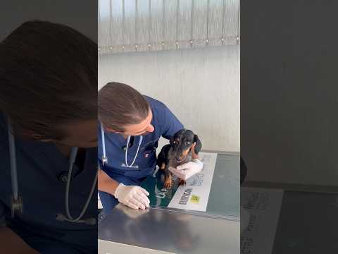 Sai che cos’è la gravidanza isterica? 🐶 #gravidanzaisterica #dog #wolf #vet #medvet #medicinavet