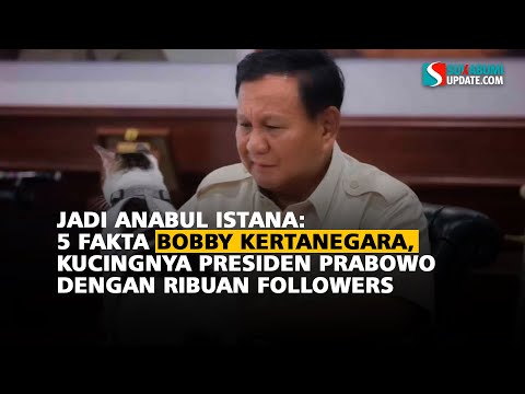 Jadi Anabul Istana: 5 Fakta Bobby Kertanegara, Kucingnya Presiden Prabowo dengan Ribuan Followers
