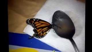 preview picture of video 'Gertrude, my butterfly pet'