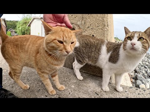 A cat relaxing in the sea guided me to his fellow cats.