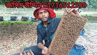 কমদাম মৌমাছি বিক্রি চলছে।সীমিত সময়ের জন্য হোম ডেলিভারি।