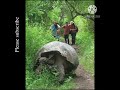200 Years Old Tortoise