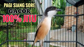 Download lagu suara cendet gacor pagi siang sore Toet Toet Bikin Cendet Manapun Nyaut dg sekali Dengar mp3 Download lagu suara cendet gacor pagi siang sore Toet Toet Bikin Cendet Manapun Nyaut dg sekali Dengar mp3