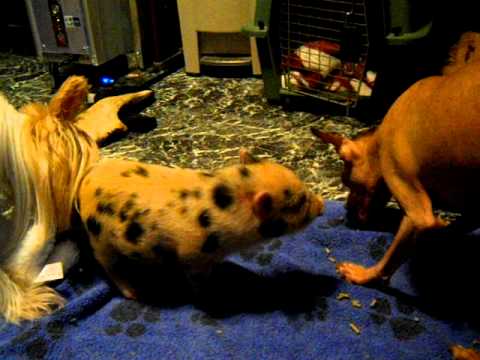 Honey meets Pavi & Reba