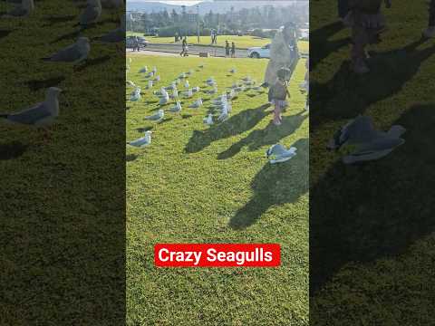Crazy Seagulls | Funny Seagulls animal- Birds at Kiama light house #funnyvideo #seagulls #funnybirds