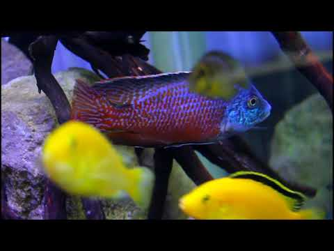 download lagu mp3 mp4 Poret, download mp3 Poret free download, download mp3 Poret