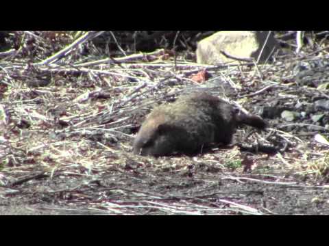Groundhog (Marmota monax)