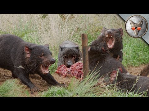 Tasmanian Devil Feeding Frenzy! - in VR180!