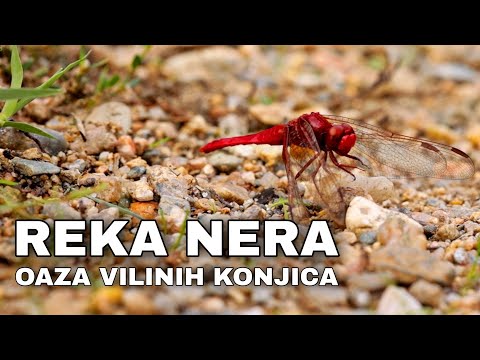 Oaza ep.6 - Reka Nera - oaza vilinih konjica 🍀🍃