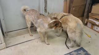 Video preview image #1 Great Pyrenees-Unknown Mix Puppy For Sale in Houston, TX, USA
