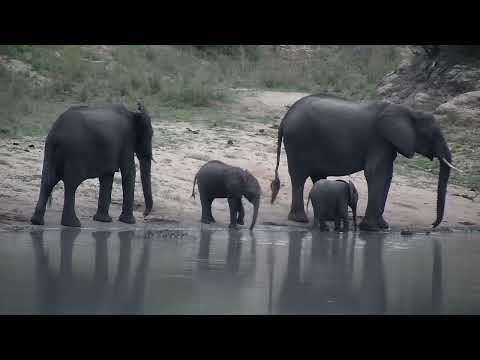Djuma: Elephant herd with the wee one - 18:04 - 11/01/2022