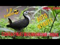 SUARA BURUNG RUAK RUAK AMPUH BUAT MANCING MIKAT SUDAH TERUJI JOSS GANDOSS POKOK Y