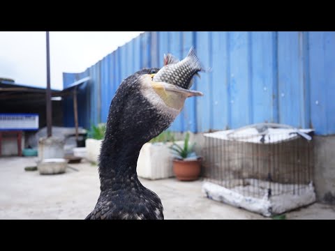 Have you ever seen a cormorant eating fish quickly?