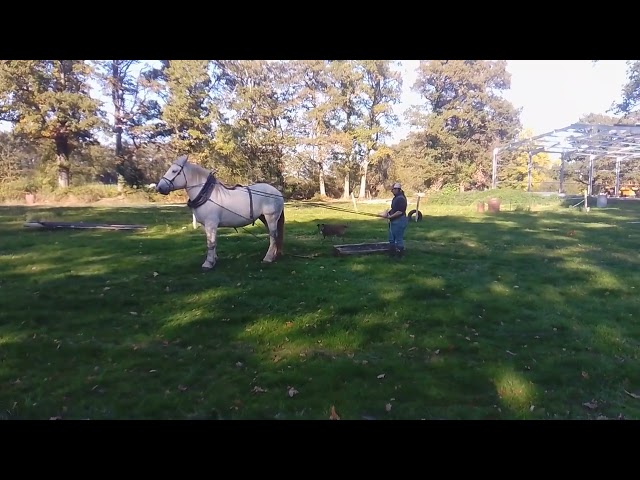 jument de 6 ans percheronne