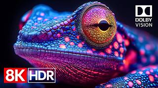 Download lagu HDR at Full Power | 8K Dolby Vision 60fps (4K/8K OLED TV Demo) mp3