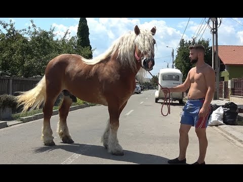 Caii lui Marius de la Turda, Cluj - 2019 Nou!!!