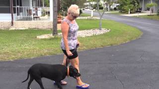 Lab Learns Loose Leash Walking & Front Door Manners - Dog Training of Fort Myers - Patrick Logue