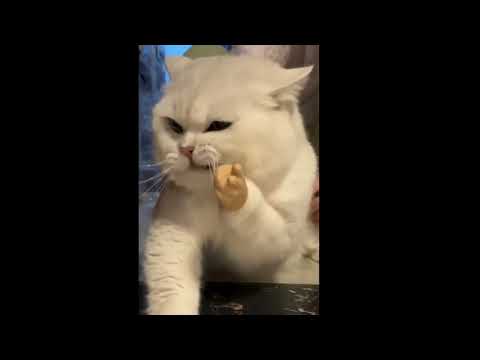 Funny Cat