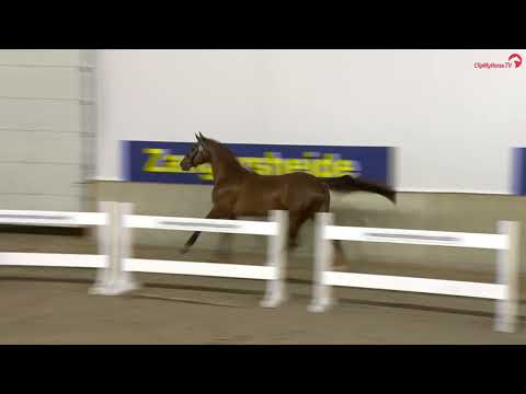 Zangersheide stallion approval