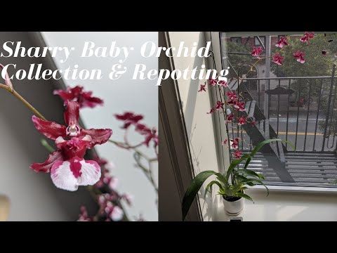 My Sharry Baby Orchid Collection | Basic Care & Repotting my Favorite Chocolate Orchids