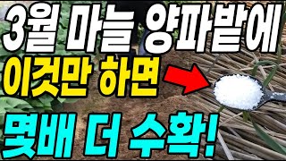 3월 마늘양파밭 이것만 하면 몇배 더 수확! 4월 되기전 꼭 해야할 것!