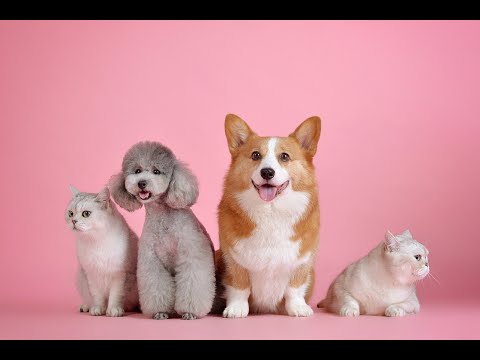 預購【四效合一去味專家】