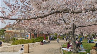 中尾親水公園　桜