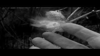 &quot;Clothes of Sand&quot; Nick Drake cover, arranged by Amy M