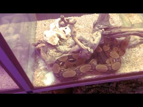 Monster fish freaks at stelo brunssum