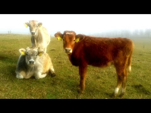 KARDJALI OFF-ROAD 2015 - DAY3 RING TV