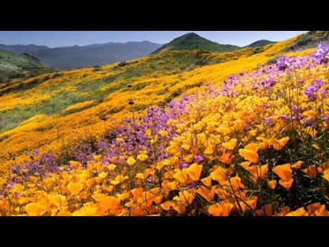 beautiful flower Subhan Allah 🌼🌸 #naturelovers