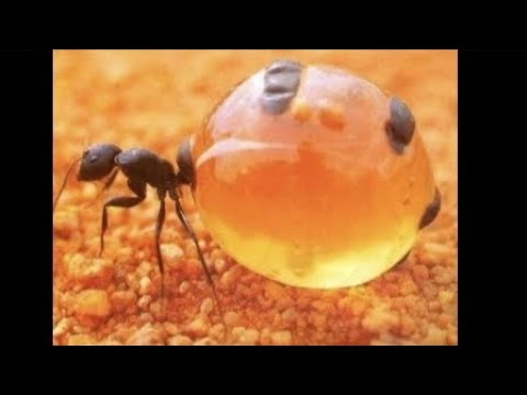 The Most Extreme - Dieters