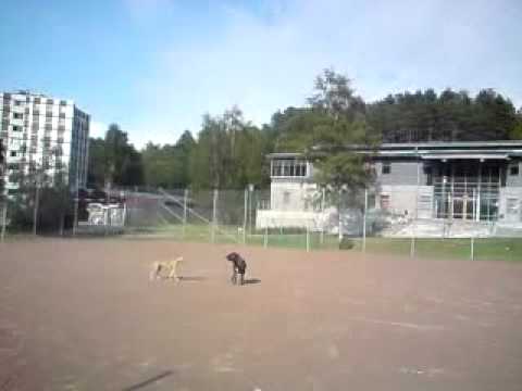 Biffen och bananen leker jage