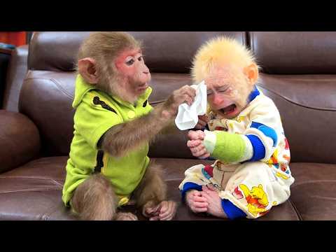Monkey Bibi Wikipedia